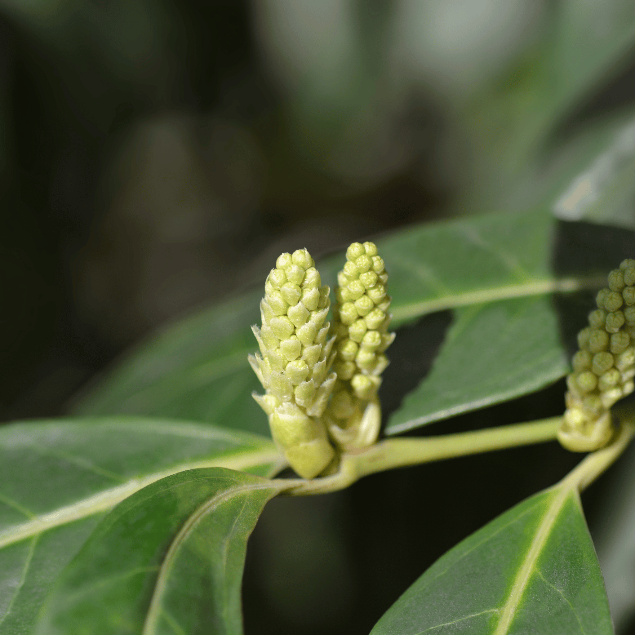 Common Laurel (Prunus laurocerasus Rotundifolia) foliage detail