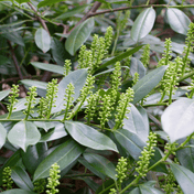 Common Laurel (Prunus laurocerasus Rotundifolia) foliage detail – photo 5