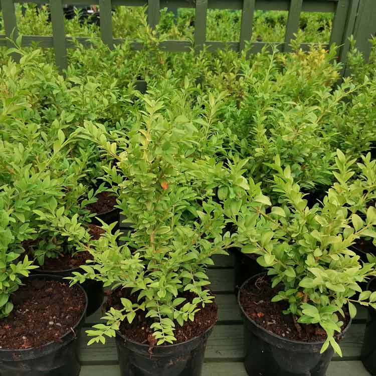 Buxus sempervirens (Boxwood) 2 litre pot grown hedging plant.