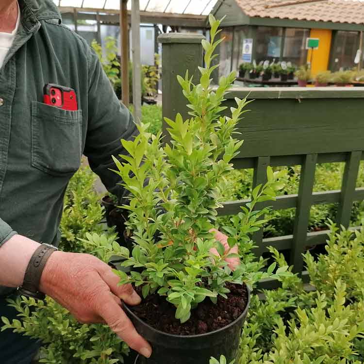 Buxus sempervirens (Boxwood) 2 litre pot grown hedging plant 30cm.