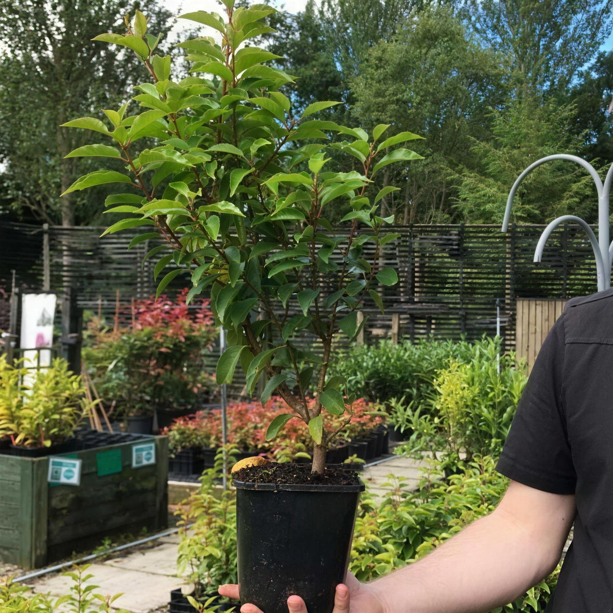 Portuguese Laurel hedging