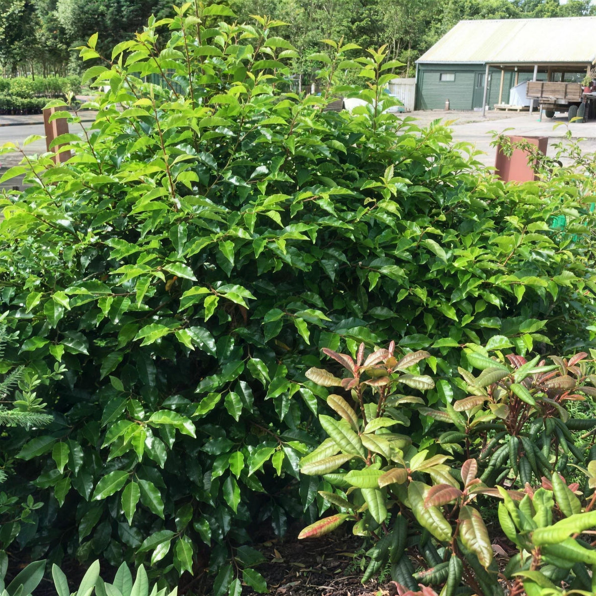 Prunus lusitanica (Portuguese Laurel) 30-40cm pot grown evergreen hedge plant 3L.
