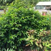 Prunus lusitanica (Portuguese Laurel) 30-40cm pot grown evergreen hedge plant 3L.