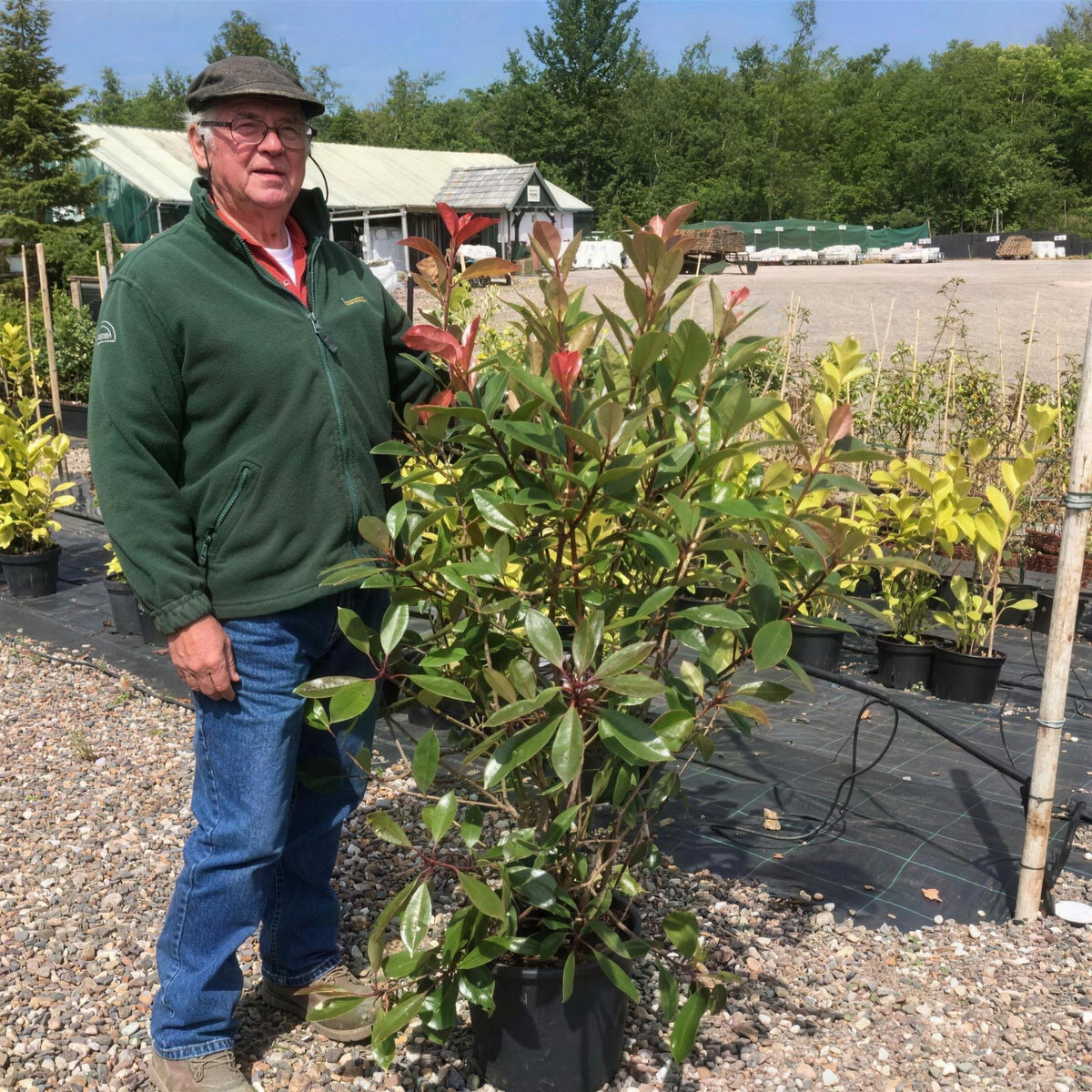 Photinia x fraseri 'Red Robin' 120-150cm pot grown evergreen hedge plant.