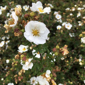 Potentilla 'Abbotswood' (white shrub) 3L pot grown plant.