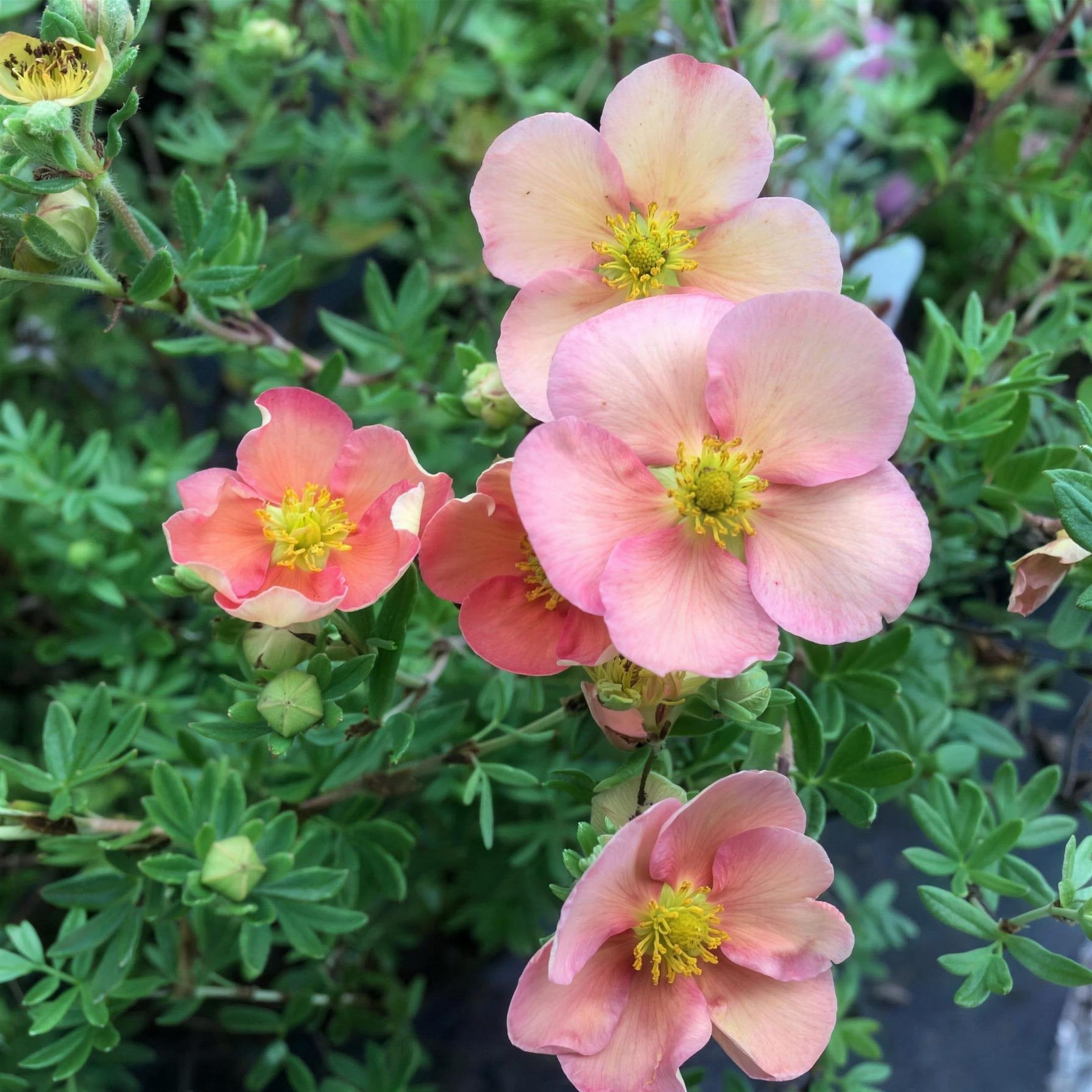 Potentilla ‘Grace Darling’ 3L deciduous shrub.