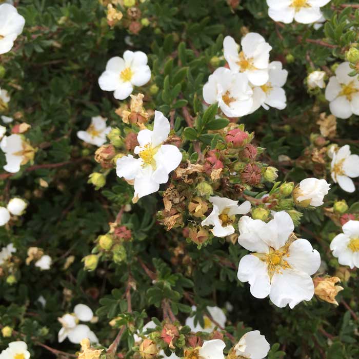 Potentilla fruticosa 'Abbotswood' (White Shrub) 3L pot grown plant.