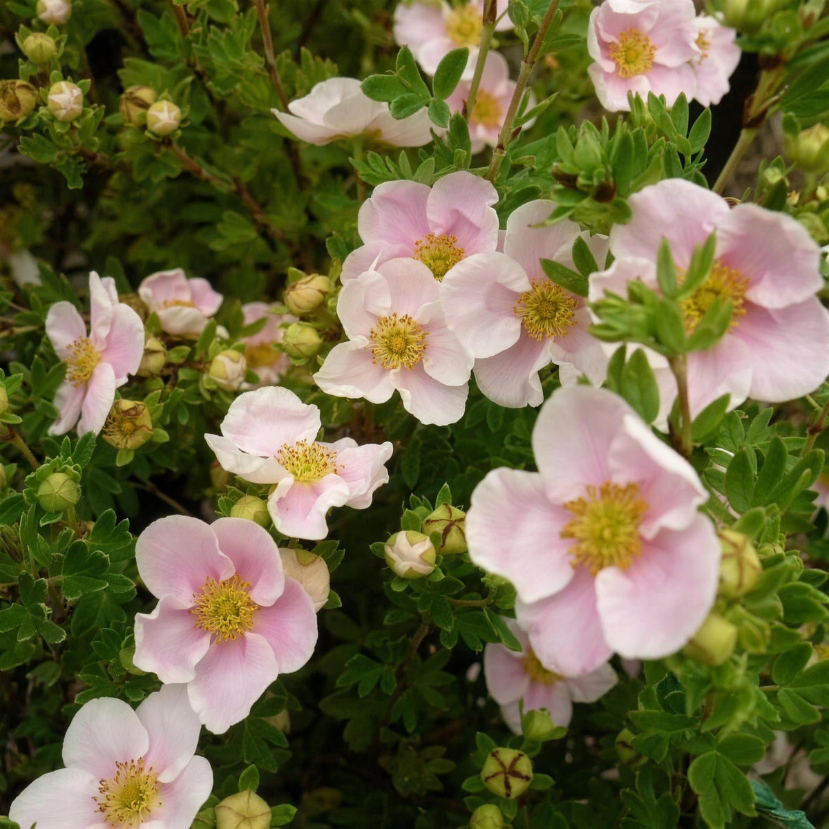 Potentilla fruticosa 'Princess Pink' 3L pot grown shrub.