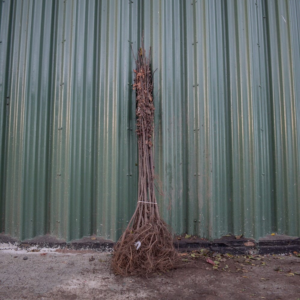 Prunus padus (Bird Cherry) 100–125cm bare root hedging.