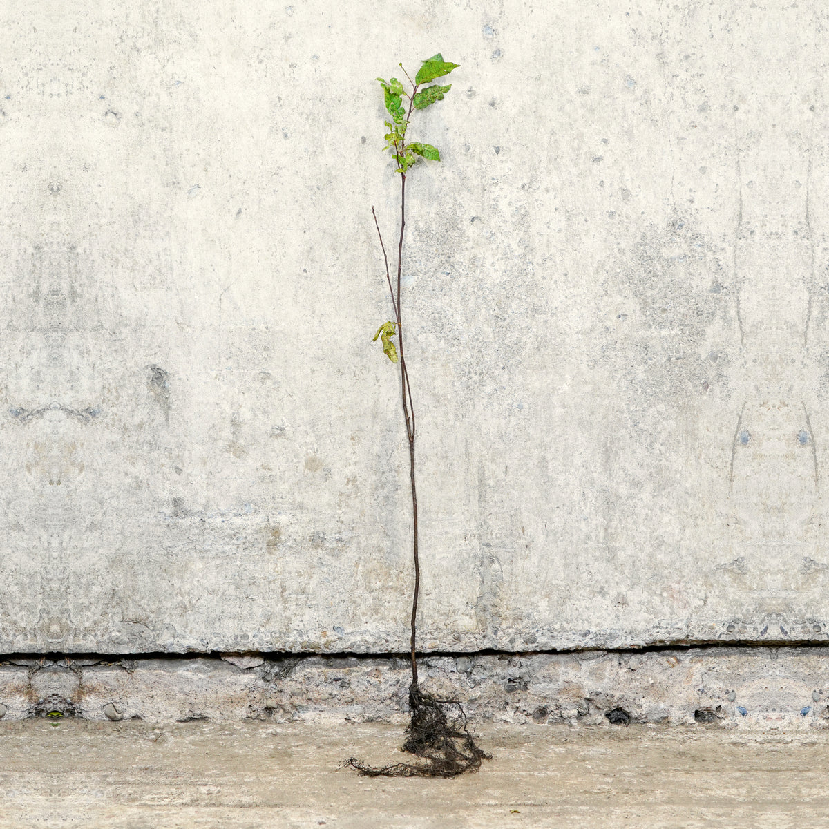 Bird Cherry 40-60cm bare root hedge plant – photo 2