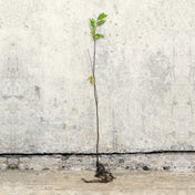 Bird Cherry 40-60cm bare root hedge plant – photo 2