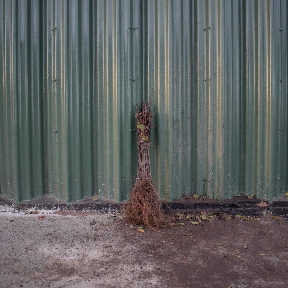 Prunus padus (Bird Cherry) bare root 60–80cm native hedge plant.