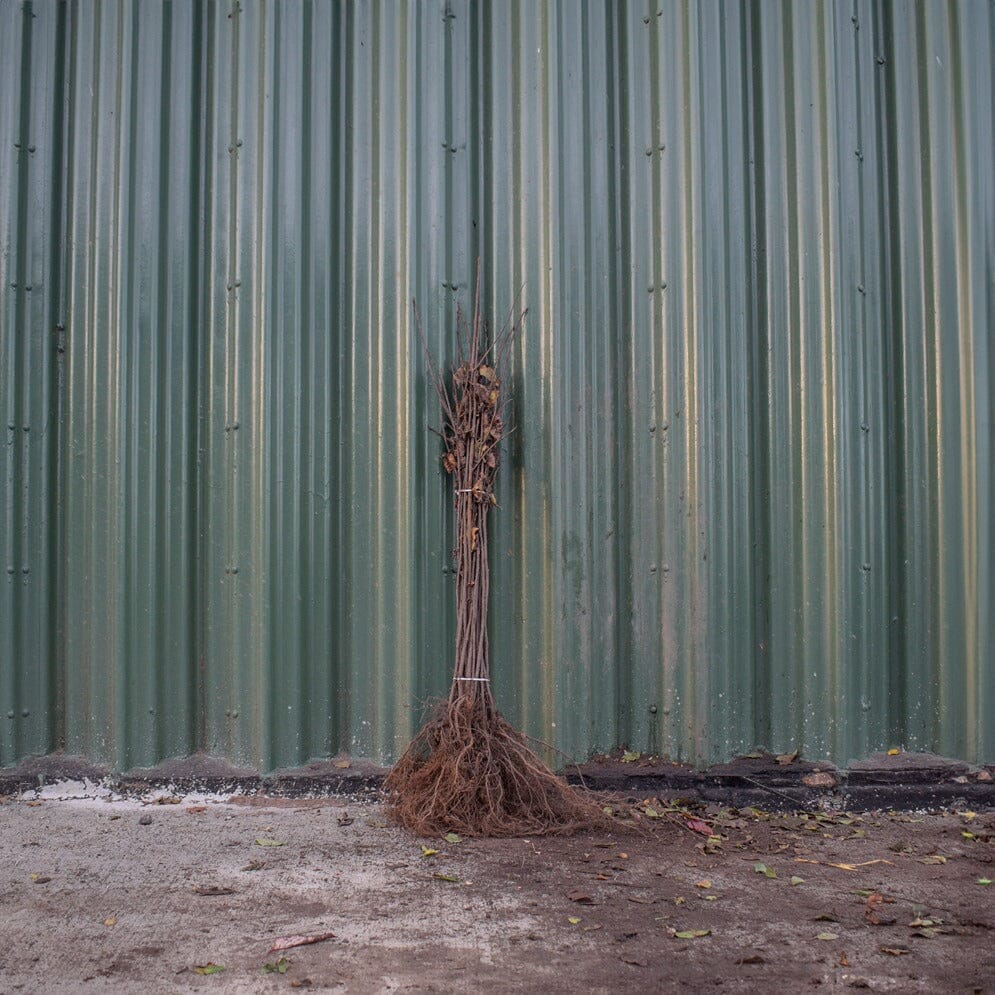 Prunus padus (Bird Cherry) 80–100cm bare root hedge plants.