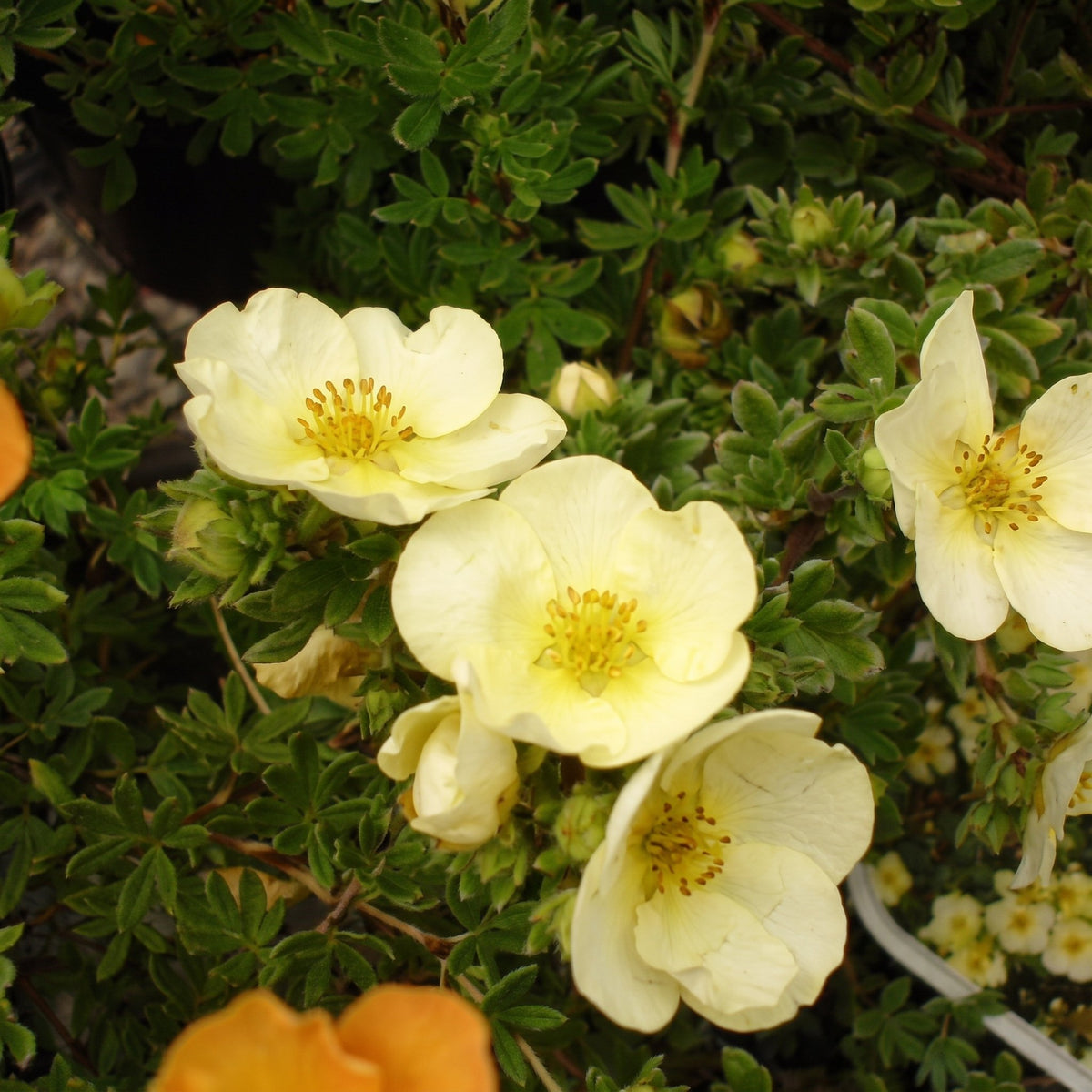 Potentilla fruticosa 'Primrose Beauty' 3L pot grown shrub.