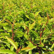 Prunus lusitanica (Portuguese Laurel) 30-40cm pot grown evergreen hedge plant.