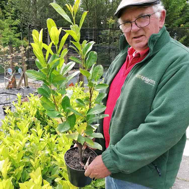 Prunus laurocerasus (Common Laurel) 60-90cm pot grown hedging plant.