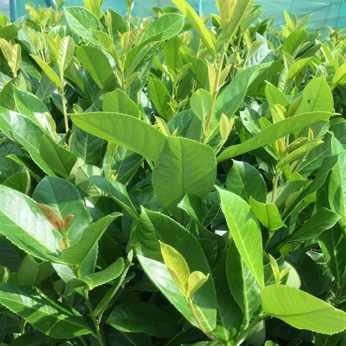 Prunus laurocerasus (Common laurel) 20-40cm pot grown evergreen plant.