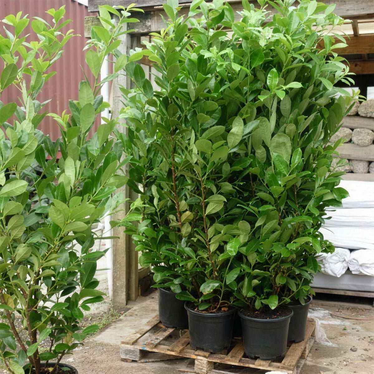 Prunus laurocerasus (Common Laurel) 150-175cm pot grown hedging.