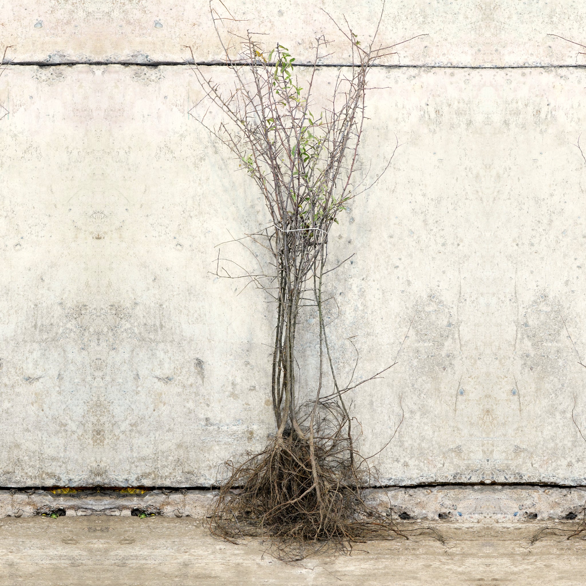 Blackthorn bare root hedge 100-125cm