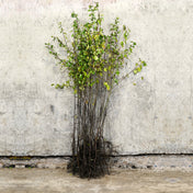 Blackthorn bare root hedging 40-60cm