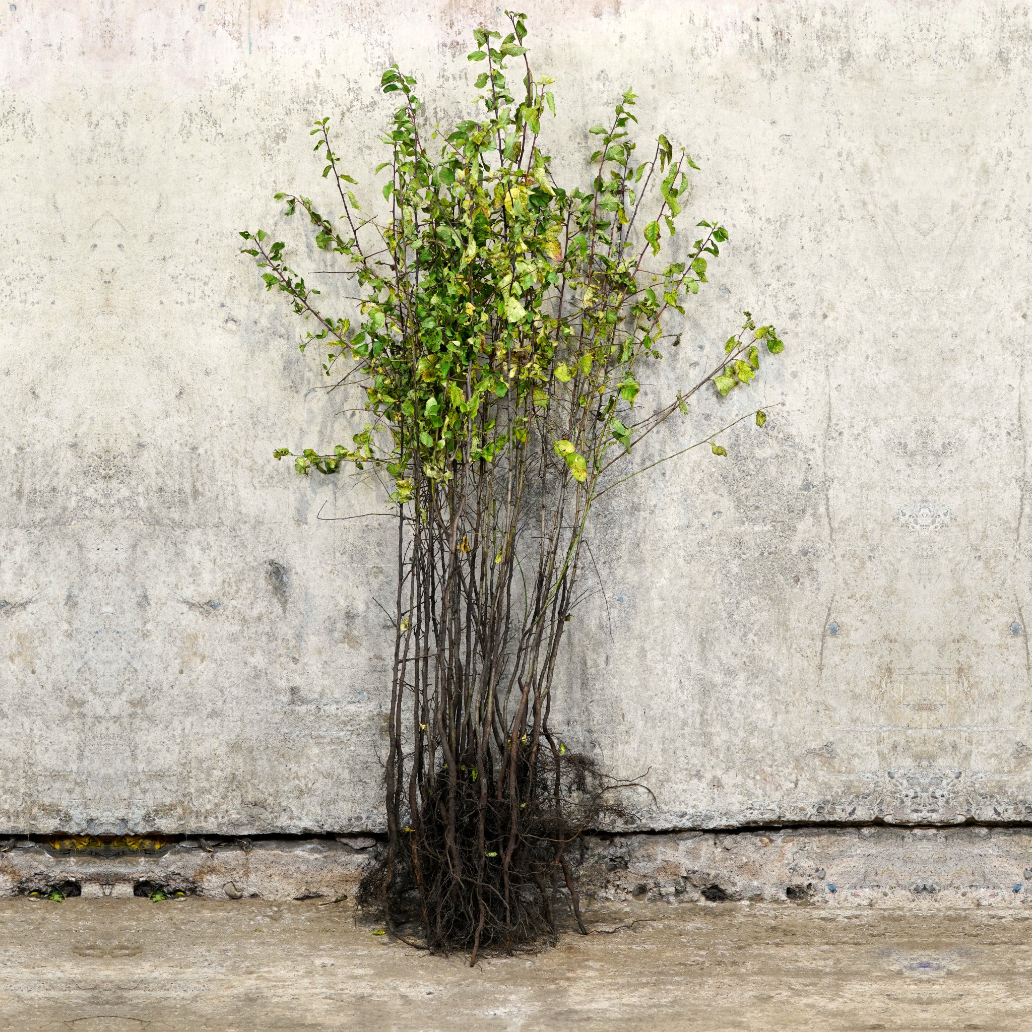 Blackthorn bare root hedging 40-60cm