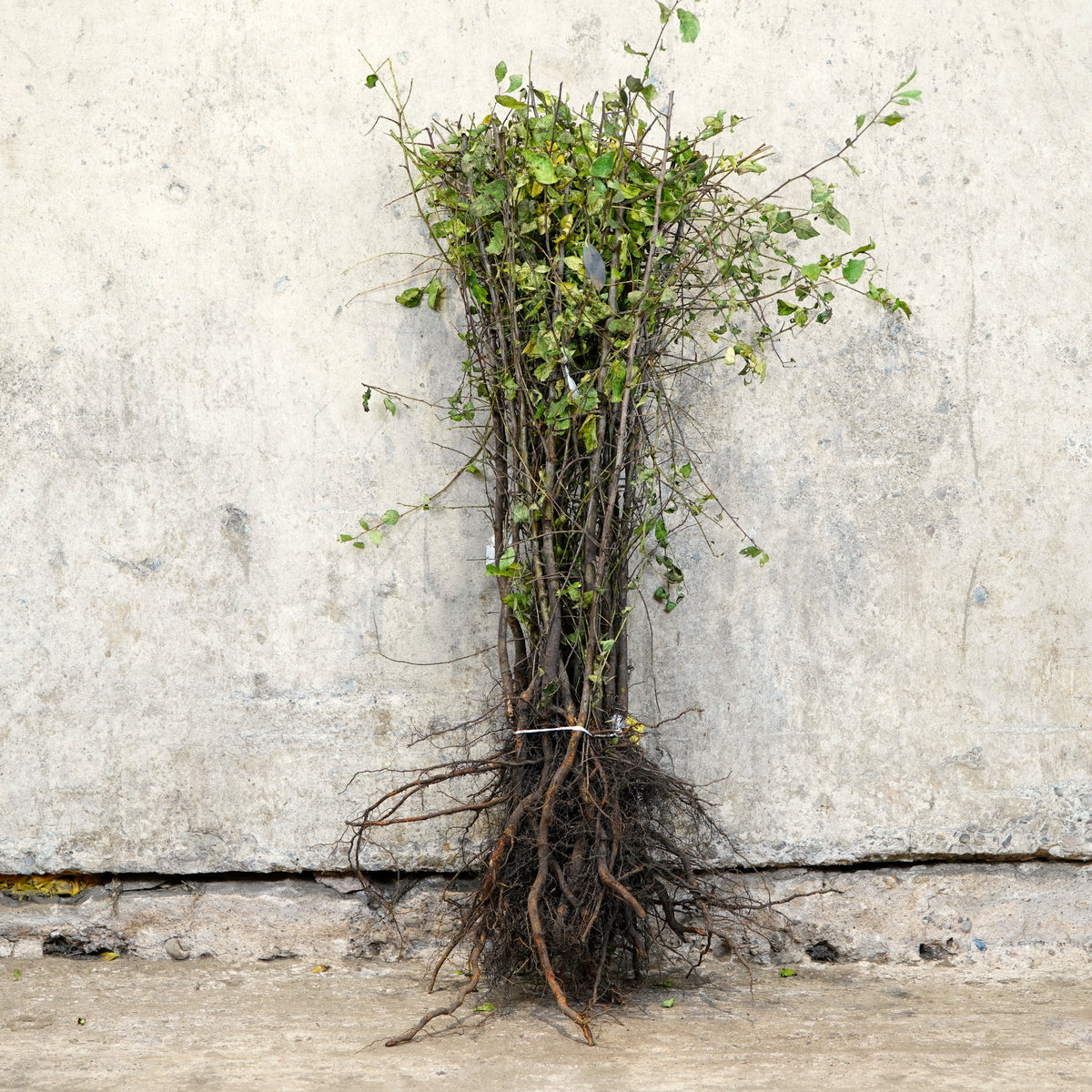 Blackthorn bare root hedging 40-60cm – photo 3