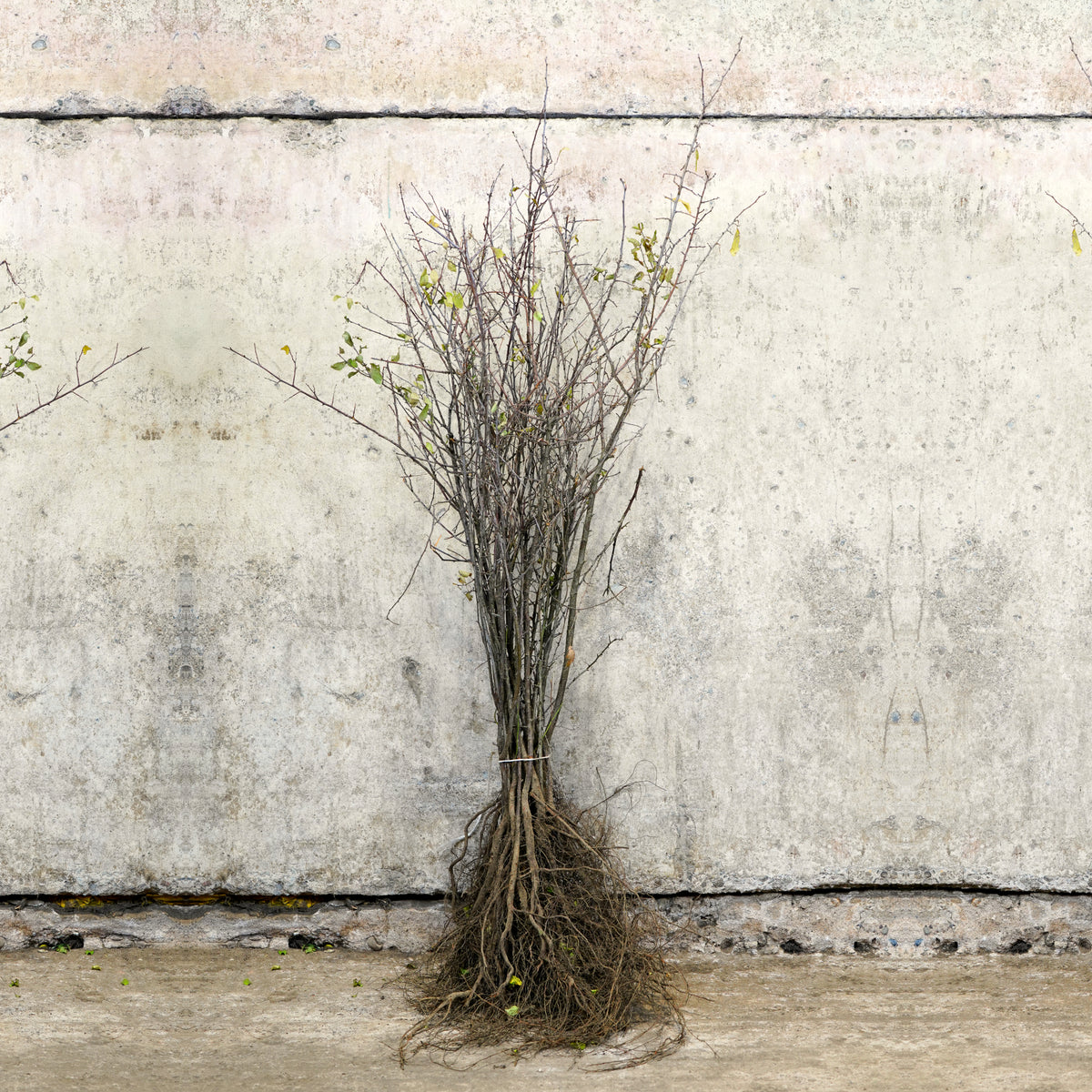 Blackthorn hedge bare root 60-80cm