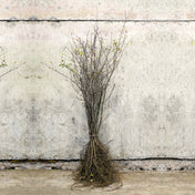 Blackthorn hedge bare root 60-80cm