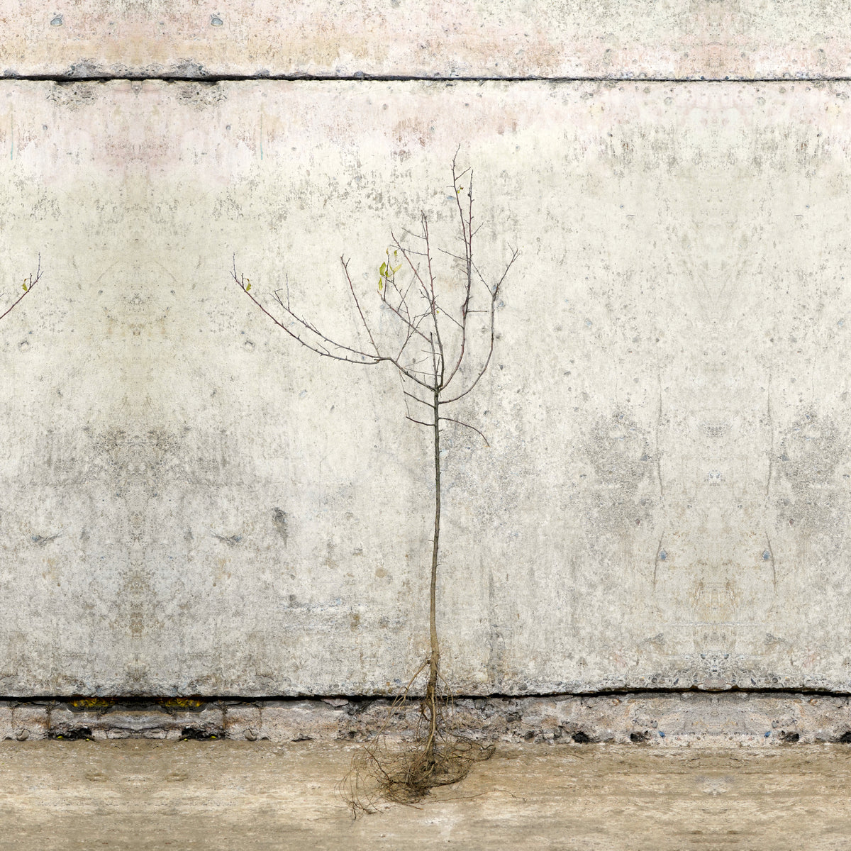 Blackthorn hedge bare root 60-80cm – photo 2