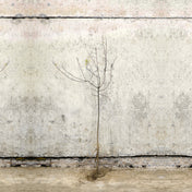 Blackthorn hedge bare root 60-80cm – photo 2