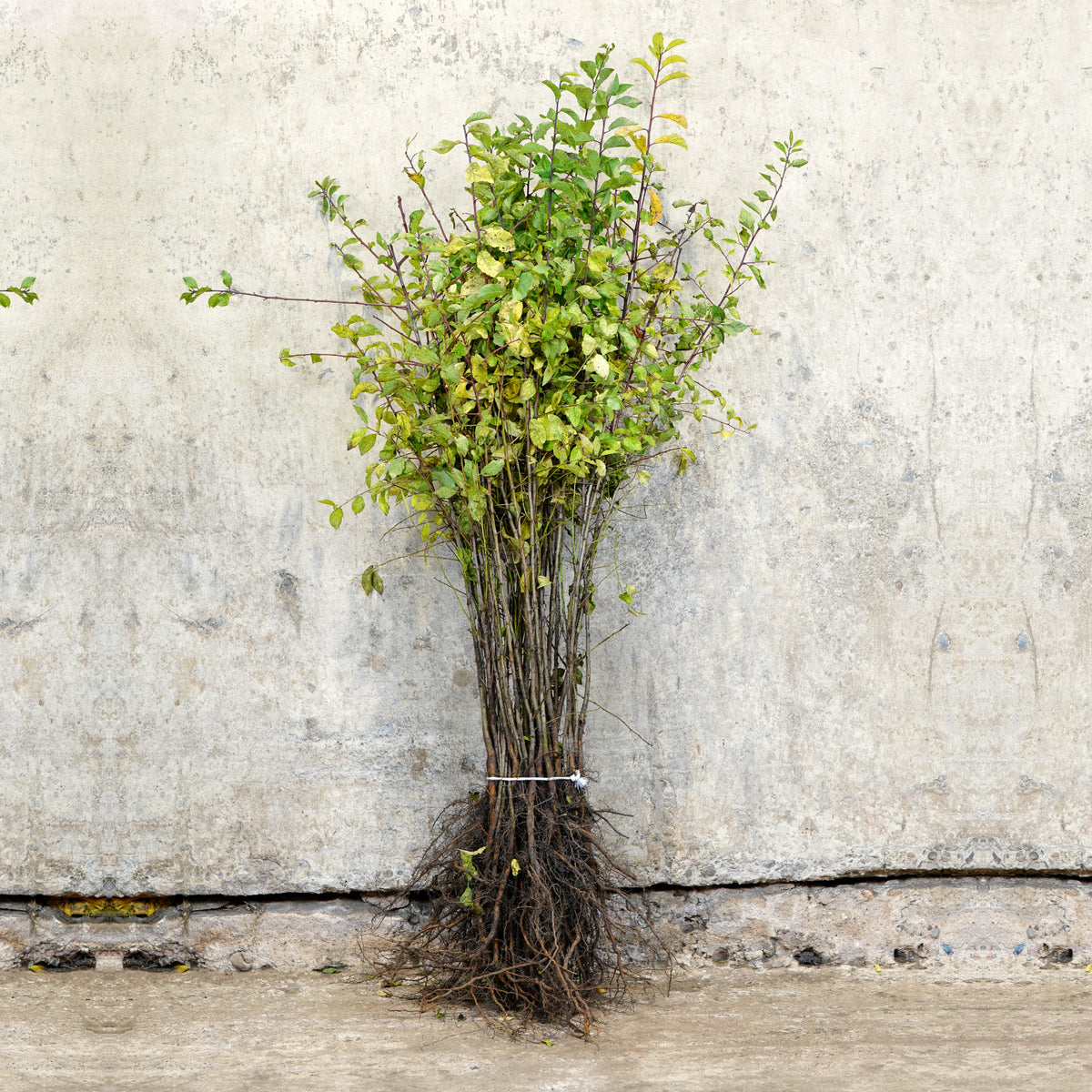 Blackthorn hedge bare root 60-80cm – photo 3