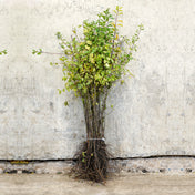Blackthorn hedge bare root 60-80cm – photo 3