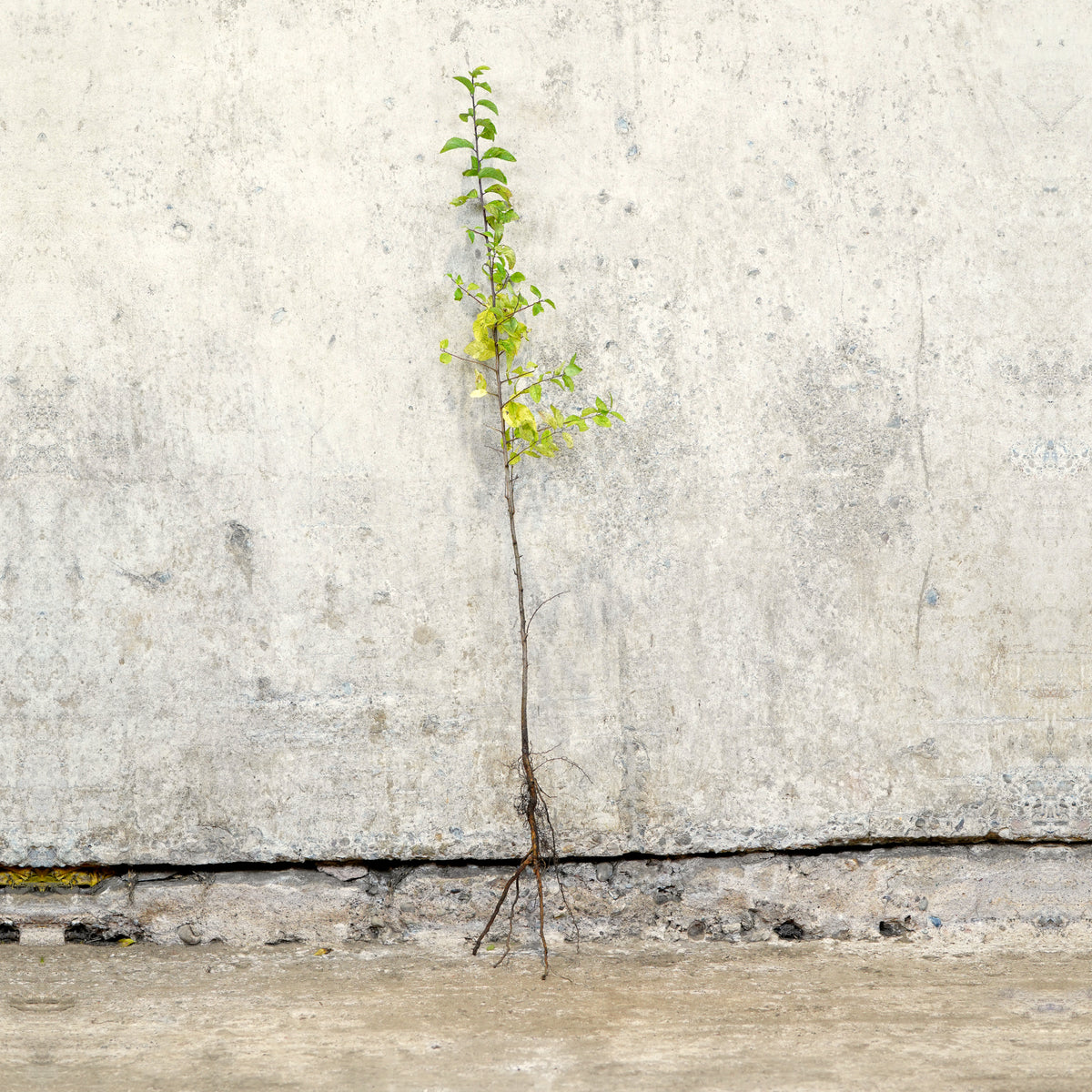 Blackthorn hedge bare root 60-80cm – photo 4