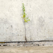 Blackthorn hedge bare root 60-80cm – photo 4