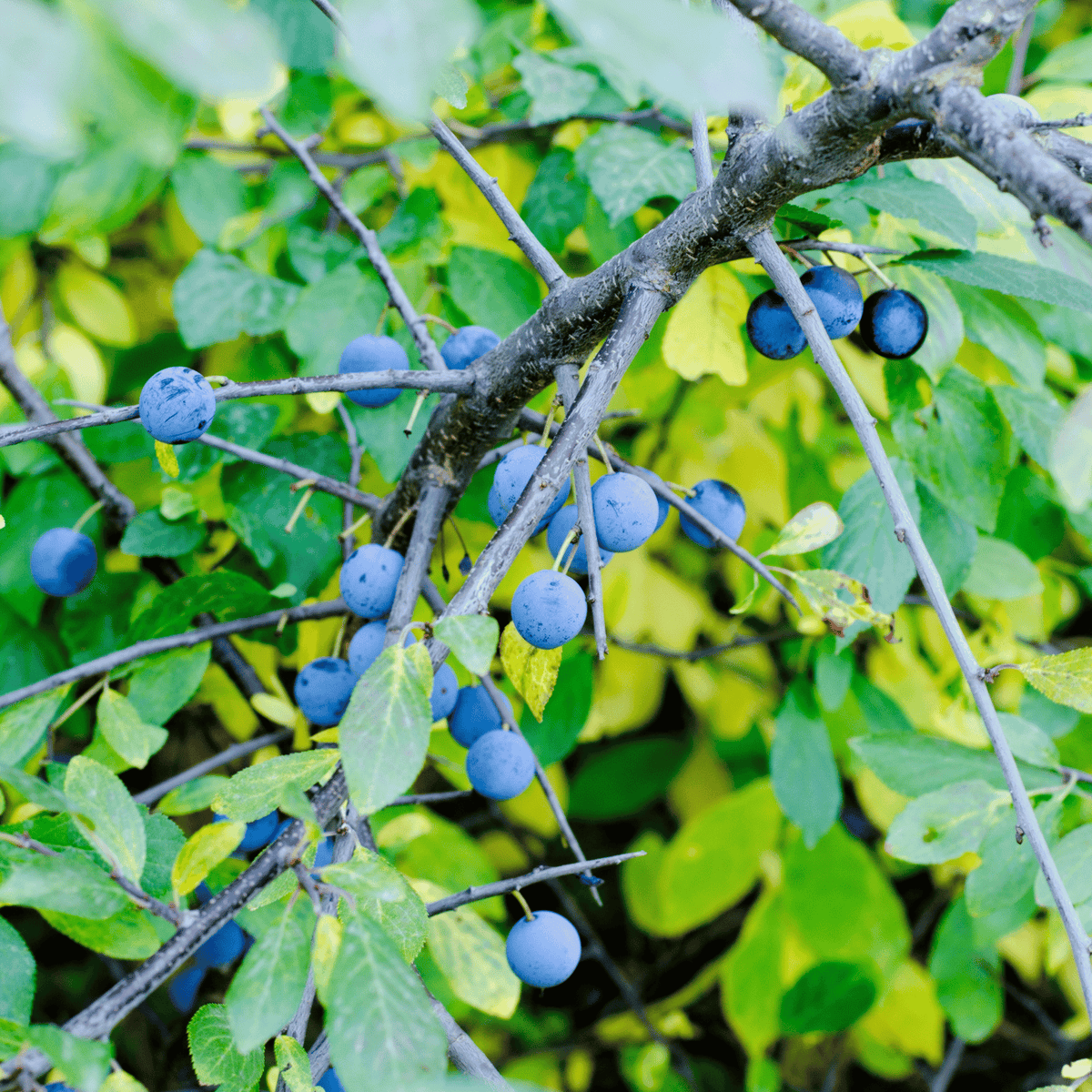 Blackthorn (Prunus spinosa) detail