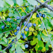 Blackthorn (Prunus spinosa) detail