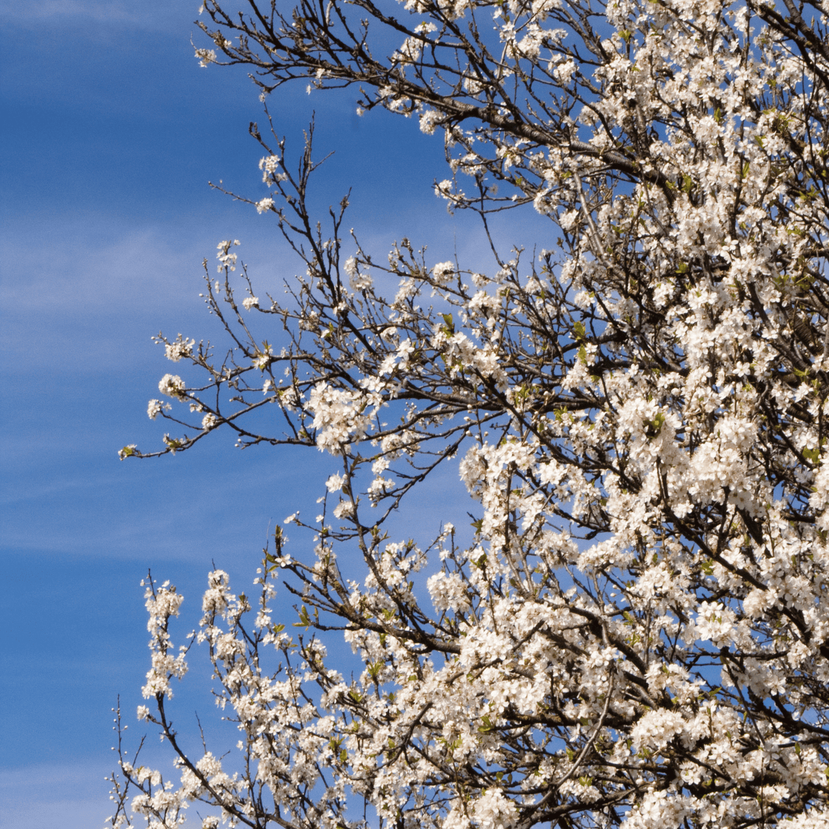 Blackthorn (Prunus spinosa) detail – photo 2