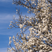 Blackthorn (Prunus spinosa) detail – photo 2