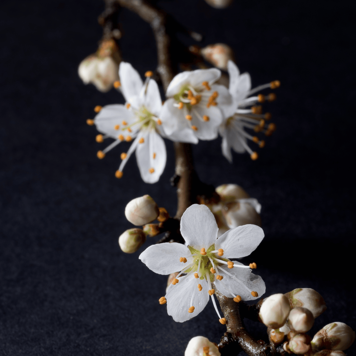 Blackthorn (Prunus spinosa) detail – photo 3