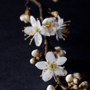 Blackthorn (Prunus spinosa) detail – photo 3