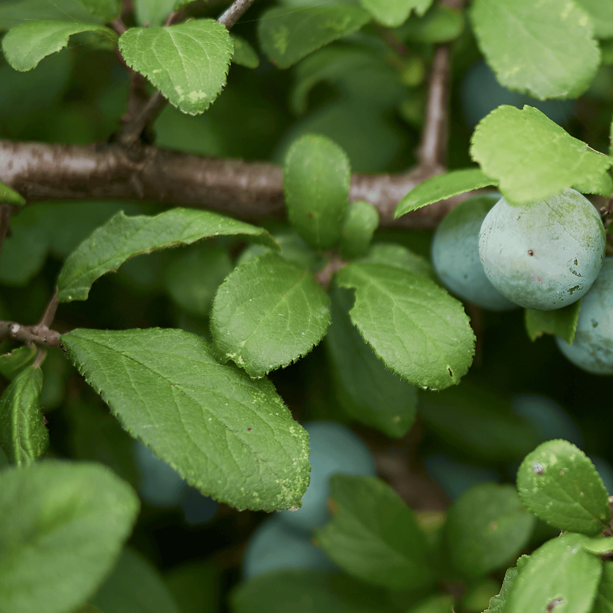 Blackthorn (Prunus spinosa) detail – photo 4