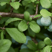 Blackthorn (Prunus spinosa) detail – photo 4