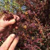 Berberis thunbergii 'Atropurpurea' 20-30cm pot grown hedging shrub.