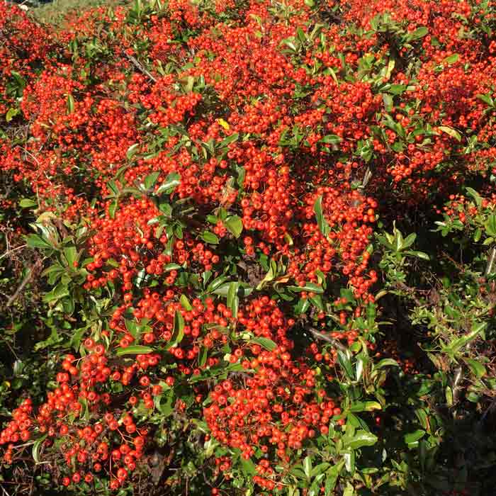 Pyracantha 'Orange Glow' pot grown hedge 90–120cm evergreen shrub.