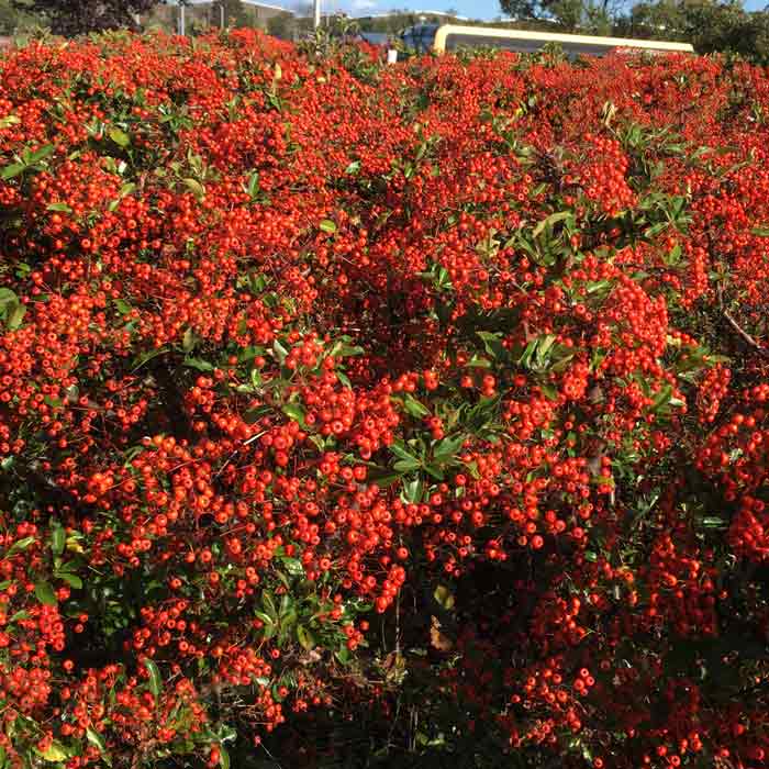 Pyracantha coccinea 'Red Column' 30-40cm hedge plant pot grown.