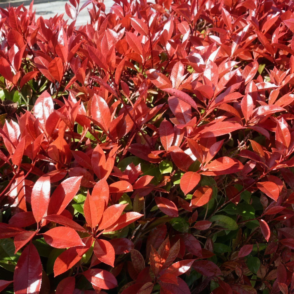 Photinia x fraseri 'Red Robin' pot grown hedge evergreen shrub.