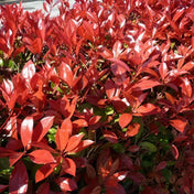 Photinia x fraseri 'Red Robin' pot grown hedge evergreen shrub.