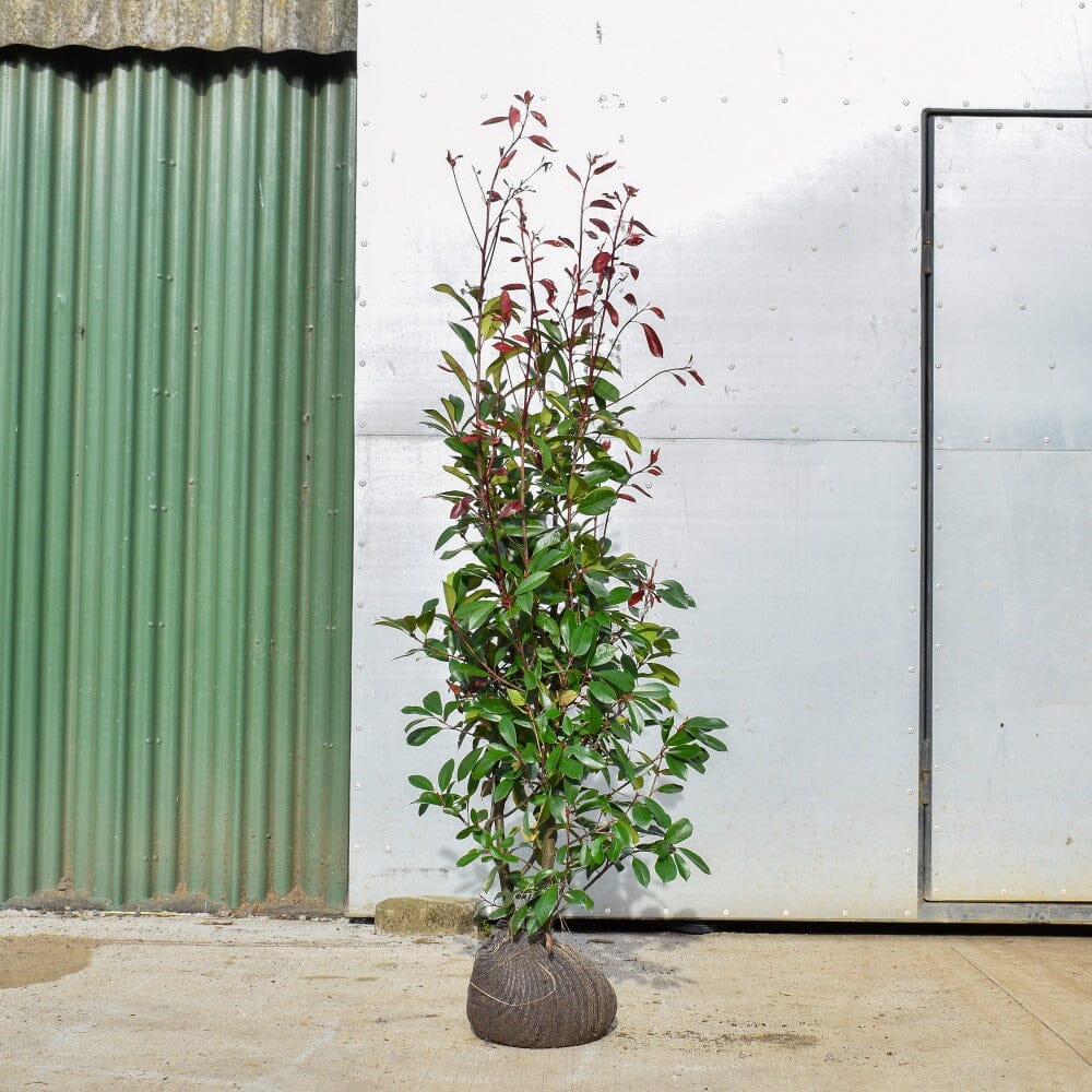 Photinia x fraseri 'Red Robin' 120-150cm rootball shrub.