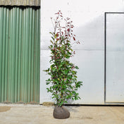 Photinia x fraseri 'Red Robin' 120-150cm rootball shrub.