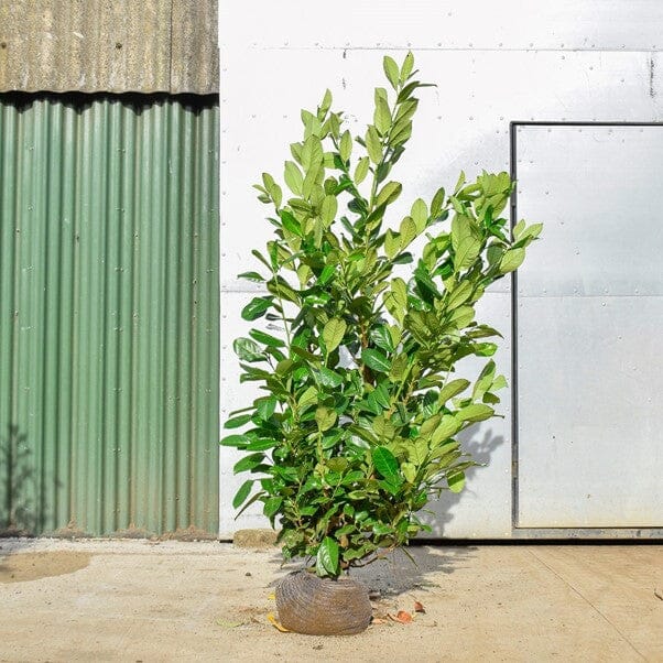 Prunus laurocerasus (Common laurel) 175-200cm rootball hedge plant.